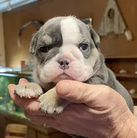 Pearl, a female English Bulldog for sale in Des Moines, IA – Photo 5 of 6