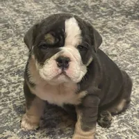 Pearl, a female English Bulldog for sale in Des Moines, IA – Photo 2 of 7