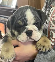 Pearl, a female English Bulldog for sale in Des Moines, IA – Photo 4 of 7