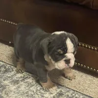 Pearl, a female English Bulldog for sale in Des Moines, IA – Photo 6 of 7