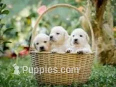 Spot – Havashire puppy on hold in Mason, MI