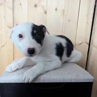 Spot, a female Miniature Schnauzer for sale in Mason, MI – Photo 3 of 3