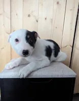 Spot, a female Jack Russell Terrier for sale in Mason, MI – Photo 3 of 3