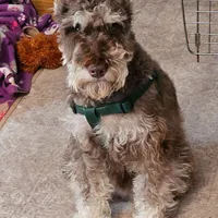 Spot, a female Miniature Schnauzer for sale in Mason, MI – Photo 2 of 3