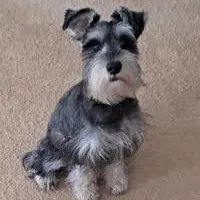 Spot, a female Miniature Schnauzer for sale in Mason, MI – Photo 1 of 3