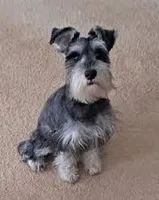 Spot, a female Jack Russell Terrier for sale in Mason, MI – Photo 1 of 3