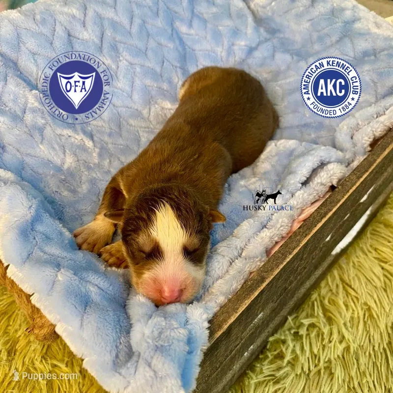 AKC Brown/white - Olypmic – Siberian Husky puppy for sale in Sanford, NC