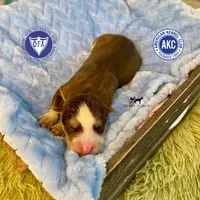 AKC Brown/white - Olypmic, a male Siberian Husky for sale in Sanford, NC – 1 of 3