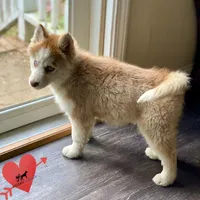 AKC Brown/white, a female Siberian Husky for sale in Sanford, NC – Photo 6 of 9