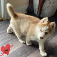 AKC Brown/white, a female Siberian Husky for sale in Sanford, NC – Photo 8 of 9