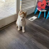 AKC Brown/white, a female Siberian Husky for sale in Sanford, NC – Photo 5 of 9