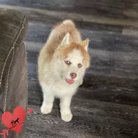 AKC Brown/white, a female Siberian Husky for sale in Sanford, NC – Photo 7 of 8