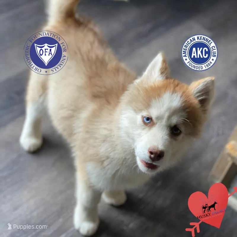 AKC Brown/white – Siberian Husky puppy for sale in Sanford, NC