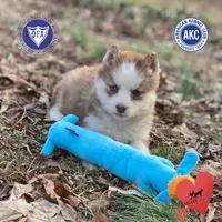 AKC Brown/white, a female Siberian Husky for sale in Sanford, NC – Photo 1 of 4