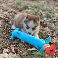 AKC Brown/white, a female Siberian Husky for sale in Sanford, NC – Photo 3 of 4