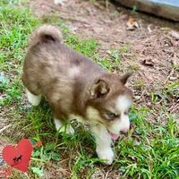 AKC Brown/white - Olypmic, a male Siberian Husky for sale in Sanford, NC – 5 of 6