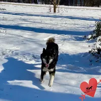 AKC Agouti Trained, a female Siberian Husky for sale in Sanford, NC – 5 of 10