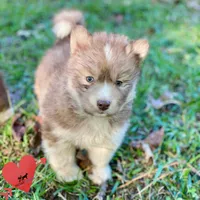 Brown/white w/ Amber eyes, a male Siberian Husky for sale in Sanford, NC – 1 of 6