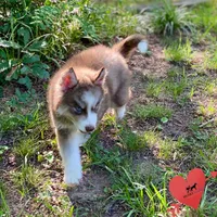 AKC Brown/white - Olypmic, a male Siberian Husky for sale in Sanford, NC – 5 of 9