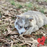 AKC Black/white diluted, a female Siberian Husky for sale in Sanford, NC – Photo 2 of 4