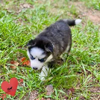 AKC Black/white, a female Siberian Husky for sale in Sanford, NC – 4 of 8
