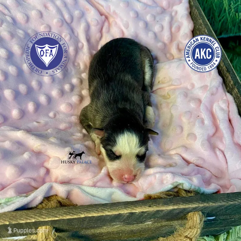 AKC Black/white – Siberian Husky puppy for sale in Sanford, NC