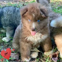 Solid Brown - Tiger Woods, a male Siberian Husky for sale in Sanford, NC – 2 of 9