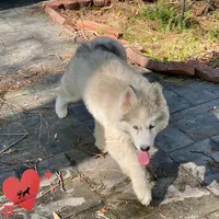 AKC Black/white diluted, a female Siberian Husky for sale in Sanford, NC – Photo 6 of 6