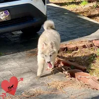 AKC Black/white diluted, a female Siberian Husky for sale in Sanford, NC – Photo 5 of 6