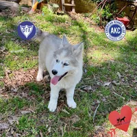 AKC Black/white diluted, a female Siberian Husky for sale in Sanford, NC – Photo 1 of 6