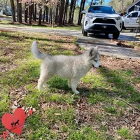AKC Black/white diluted, a female Siberian Husky for sale in Sanford, NC – Photo 4 of 6