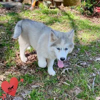 AKC Black/white diluted, a female Siberian Husky for sale in Sanford, NC – Photo 3 of 6