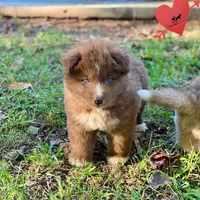 Solid Brown - Tiger Woods, a male Siberian Husky for sale in Sanford, NC – 7 of 9