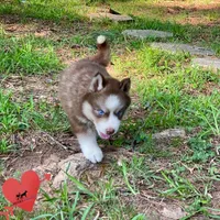 AKC Brown/white - Olypmic, a male Siberian Husky for sale in Sanford, NC – 2 of 6