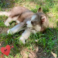 AKC Brown/white - Olypmic, a male Siberian Husky for sale in Sanford, NC – 5 of 9