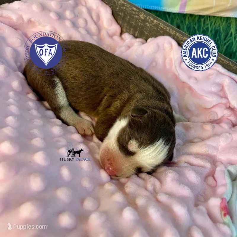 AKC Brown/white - Canyon – Siberian Husky puppy for sale in Sanford, NC