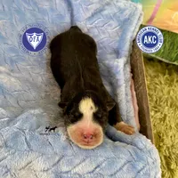 AKC Black/white - Rocky, a male Siberian Husky for sale in Sanford, NC – 1 of 3