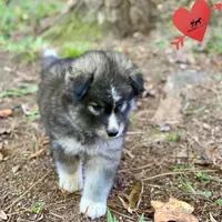Agouti - Gary Player, a male Siberian Husky for sale in Sanford, NC – 4 of 6
