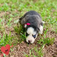 AKC Black/white, a female Siberian Husky for sale in Sanford, NC – 5 of 6