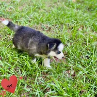 AKC Black/white, a female Siberian Husky for sale in Sanford, NC – 7 of 8