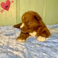 Solid Brown Ready Early October, a male Siberian Husky for sale in Sanford, NC – 6 of 8