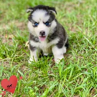 AKC Black/white, a female Siberian Husky for sale in Sanford, NC – 4 of 8