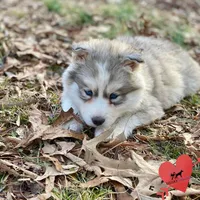 AKC Black/white diluted, a female Siberian Husky for sale in Sanford, NC – Photo 4 of 5