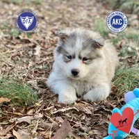 AKC Black/white diluted, a female Siberian Husky for sale in Sanford, NC – Photo 1 of 5