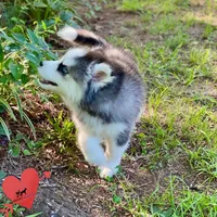 AKC Black/white, a female Siberian Husky for sale in Sanford, NC – 2 of 8