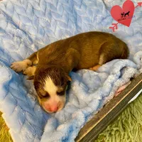 AKC Brown/white - Olypmic, a male Siberian Husky for sale in Sanford, NC – 2 of 3