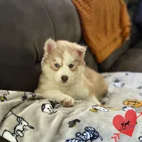 AKC Charlie, a male Siberian Husky for sale in Sanford, NC – Photo 2 of 8