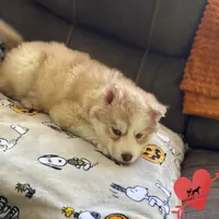 AKC Charlie, a male Siberian Husky for sale in Sanford, NC – Photo 4 of 8