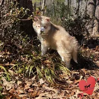 AKC Charlie, a male Siberian Husky for sale in Sanford, NC – Photo 7 of 8