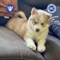 AKC Charlie, a male Siberian Husky for sale in Sanford, NC – Photo 1 of 8